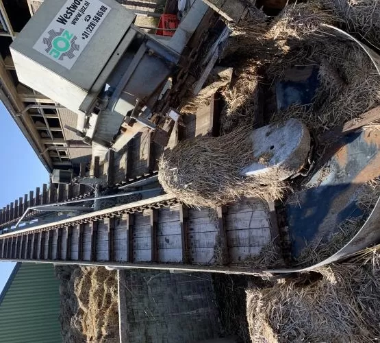 De mestketting uit de stal stort de mest af op de zwenkbare transporteur.